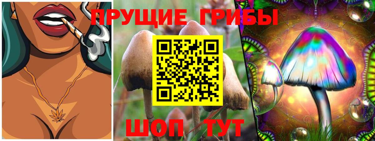 Красногорск  Галлюциногенные грибы Psilocybine cubensis  Вход с VPN 